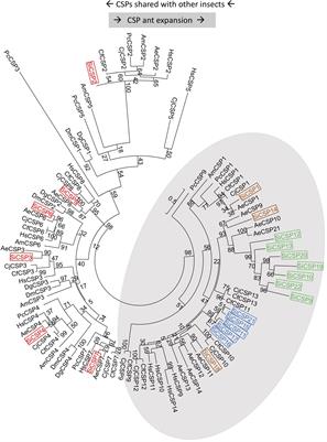 Red Imported Fire Ant (Solenopsis invicta) Chemosensory Proteins Are Expressed in Tissue, Developmental, and Caste-Specific Patterns